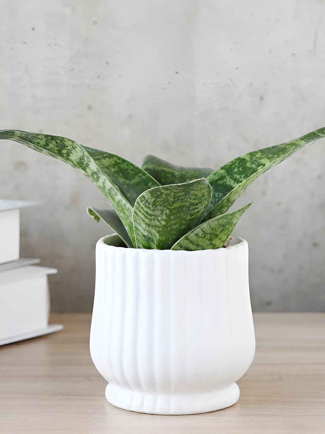 

fnp Green & White Indoor Sansevieria Harmony Plant With Pot 5 inches