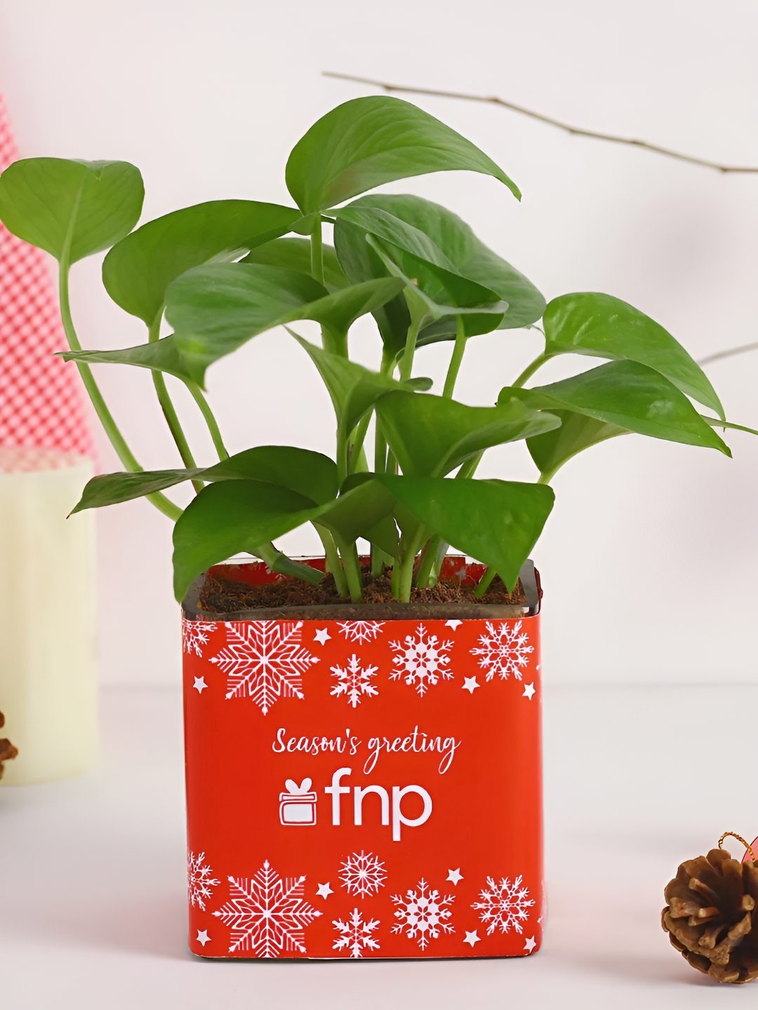 

fnp Green & Red Money Live Plants With Pot 4 Inch