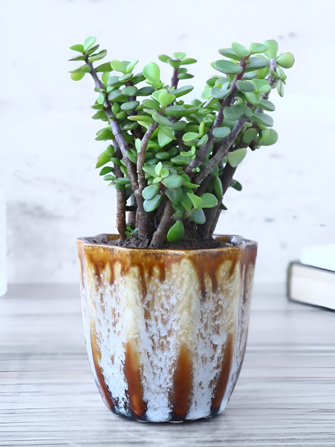 

fnp Green & Brown Prosperous Jade Live Plant With Pot 5 Inch