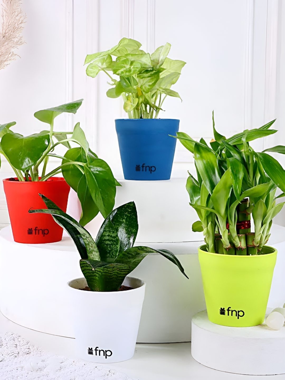 

fnp Green & Red 4 Pieces Indoor Bamboo Syngonium Sansevieria & Money Plant With Pots