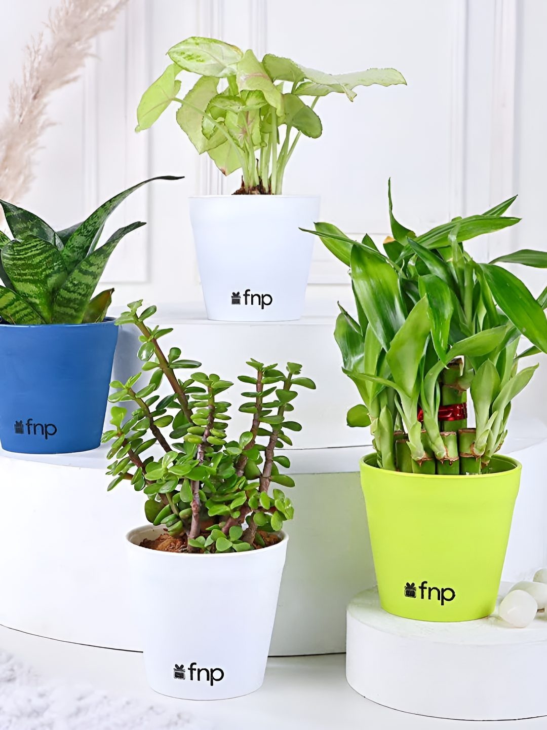 

fnp Green 4 Pieces Jade Sansevieria Bamboo N Syngonium Plant With Pot- 5 inch