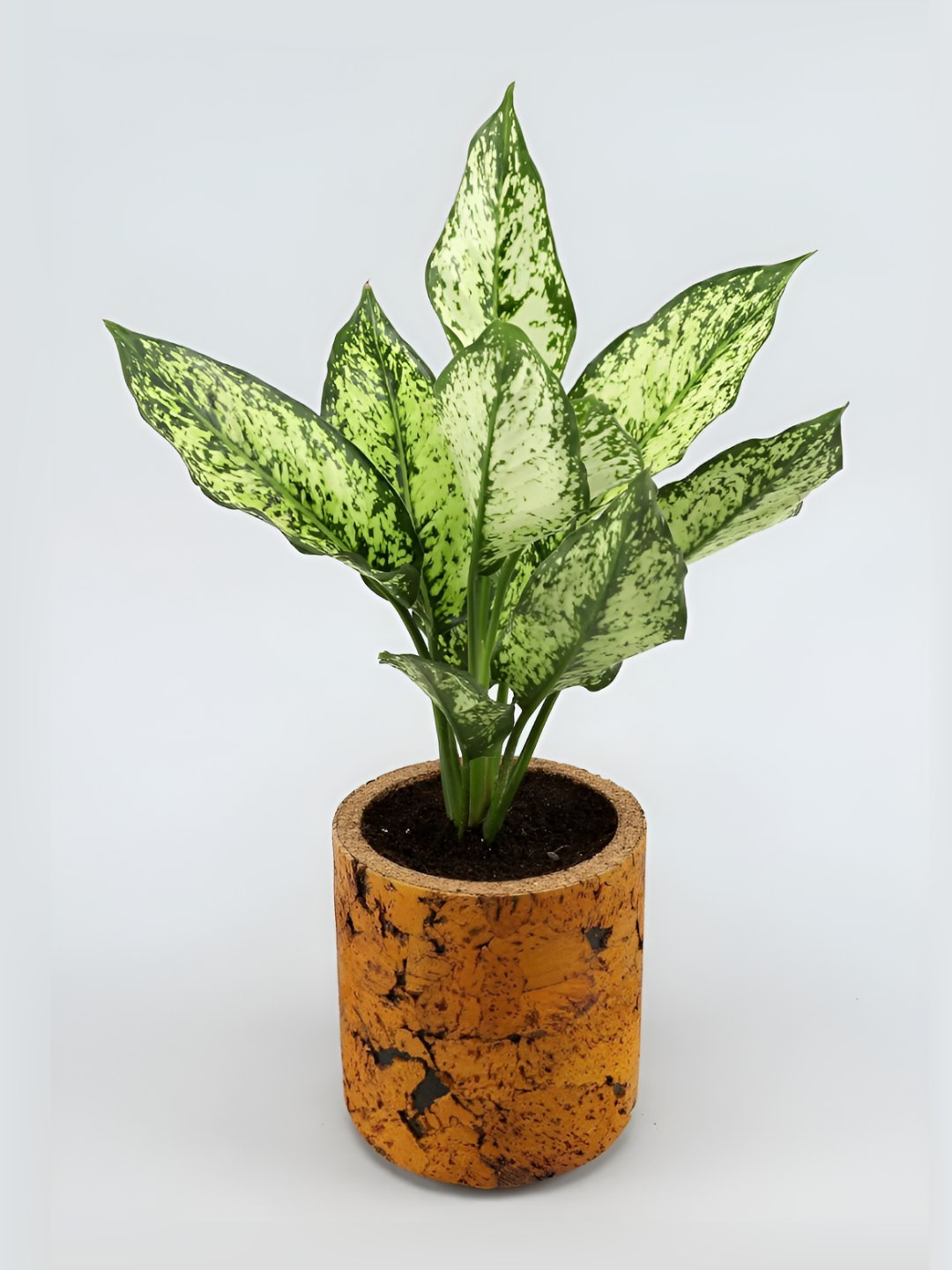 

fnp Green Indoor Aglaonema Plant With Pot 5 inches