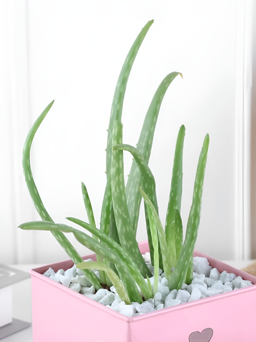 

fnp Green Aloe Vera Plant With Pot