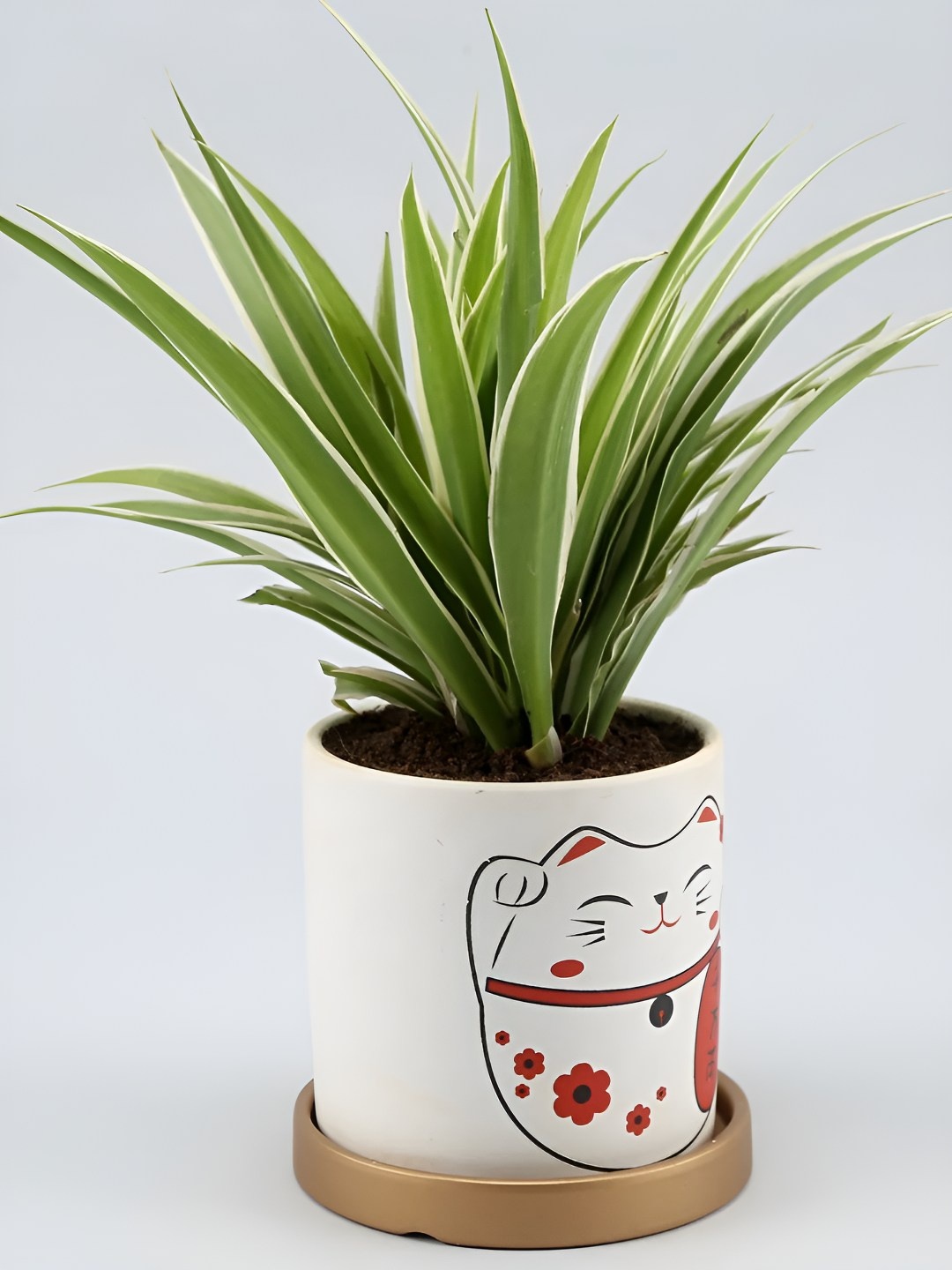 

fnp Green & White Indoor Bonsai Plant With Pot 4.5 Inch
