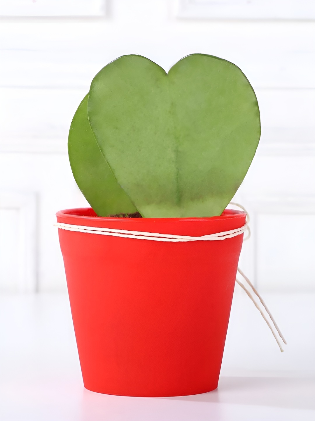 

fnp Green & Red Indoor Gorgeous Love Plant With Pot- 3 Inch