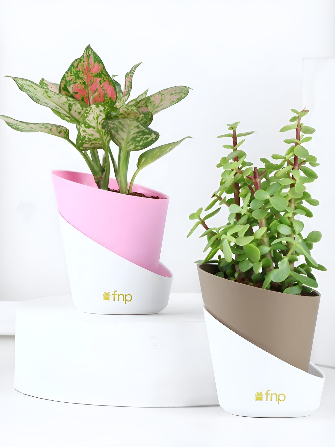 

fnp Green & Brown 2 Pieces Indoor Prosperous Plant With Pots