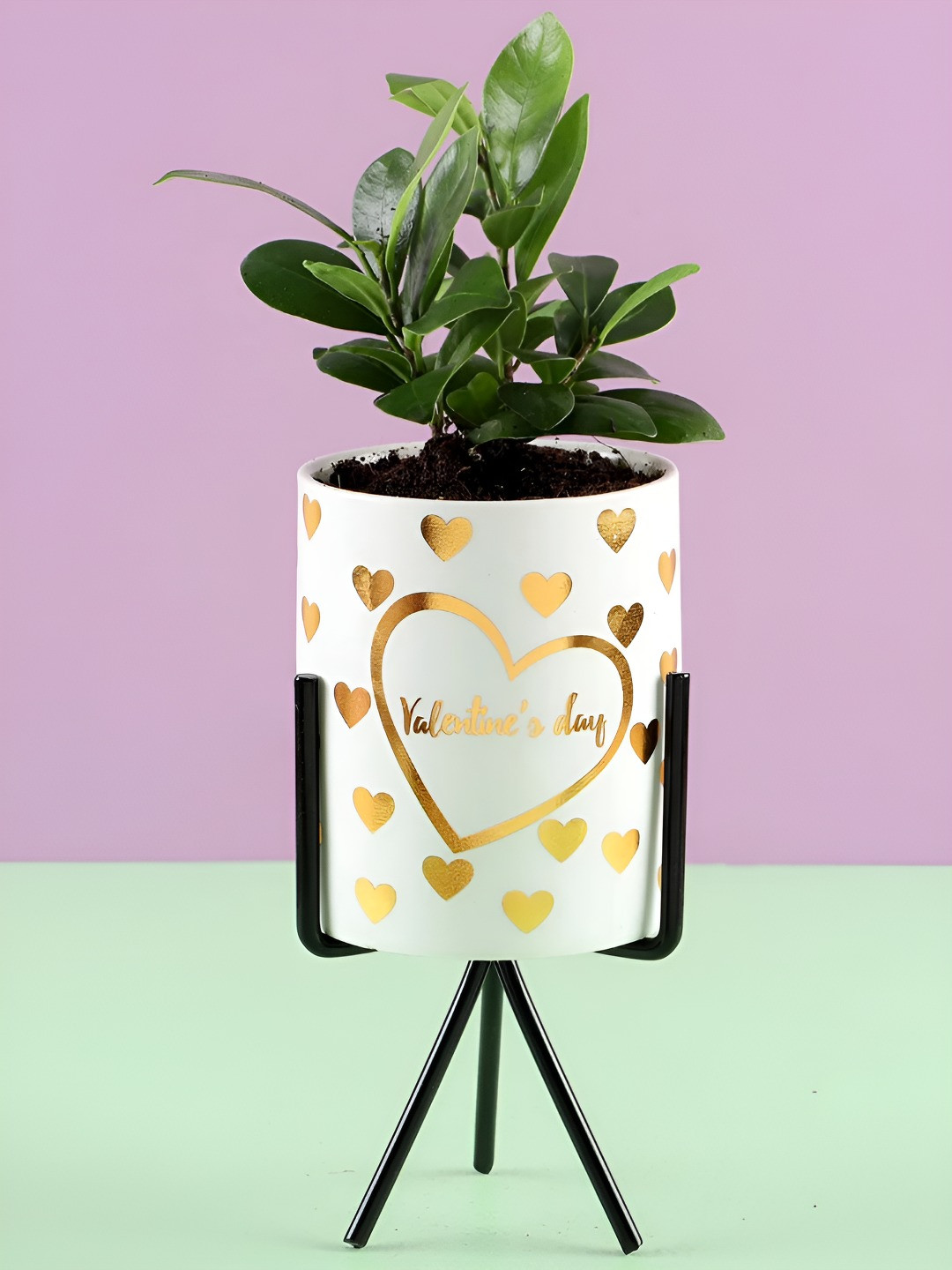 

fnp Green & White Ficus Live Plant With Pot - 3 Inches