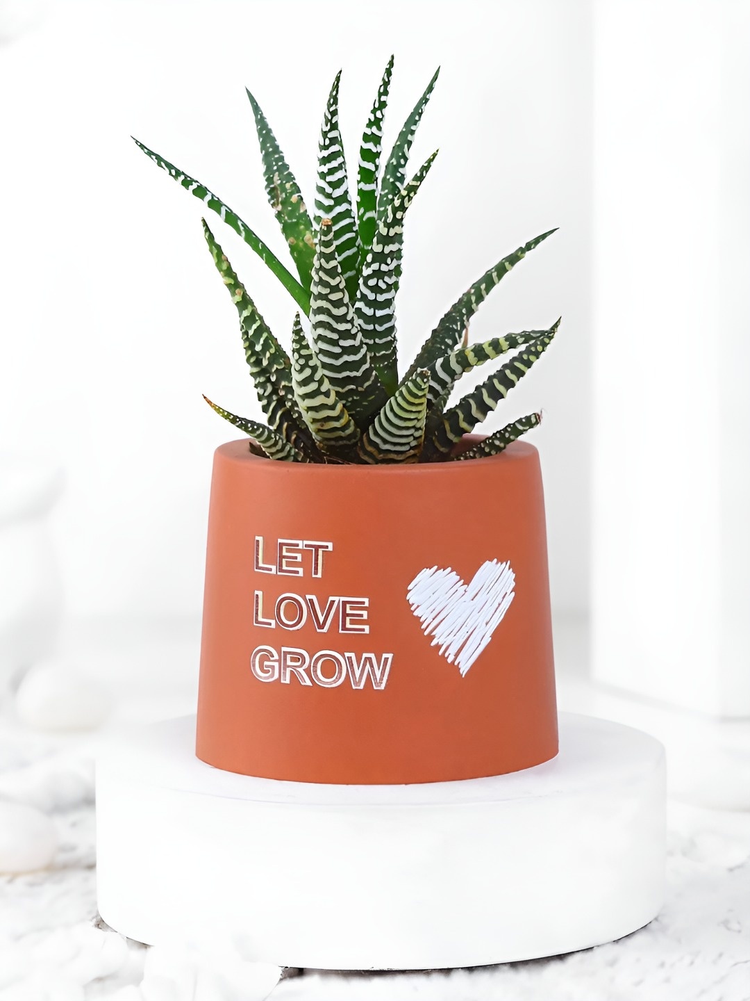 

fnp Green & Red Indoor Zebra Haworthia Plant with Pot- 4 inches