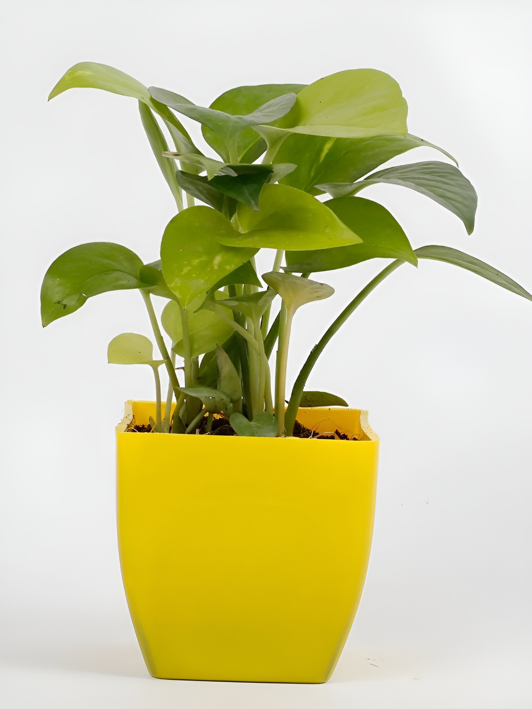 

fnp Green & Yellow Money Plant With Pot-7 Inches