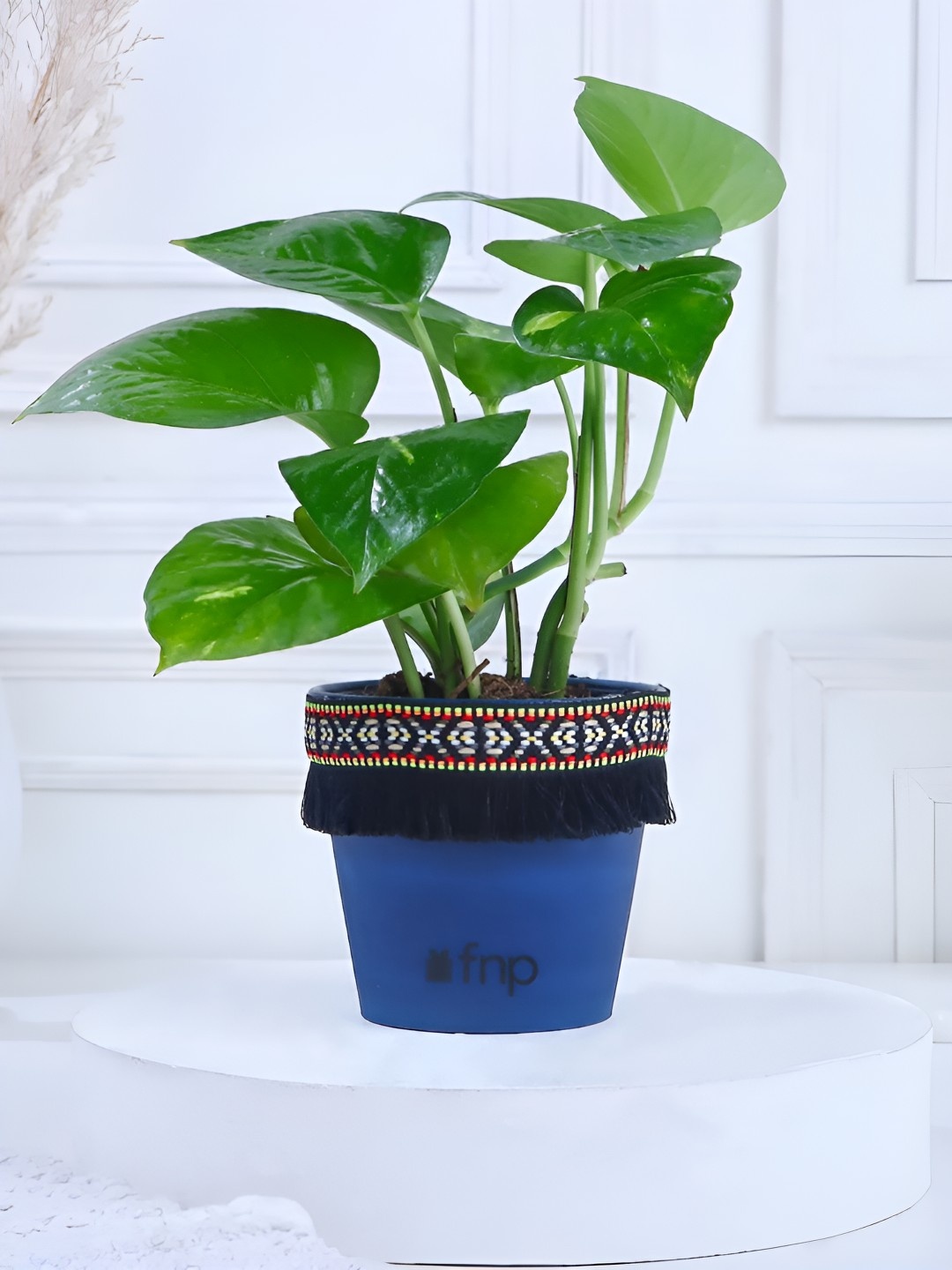 

fnp Green & Blue Indoor Money Plant With Pot- 5 Inch