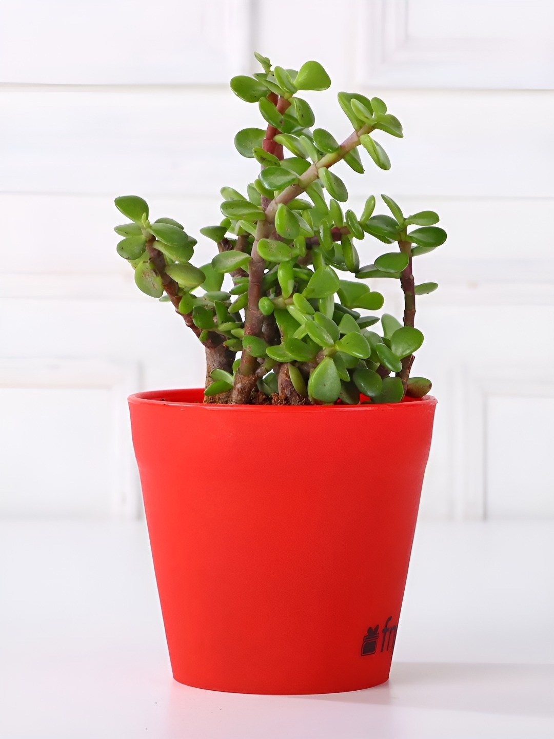 

fnp Green Jade Live Plants With Pot- 3 inches