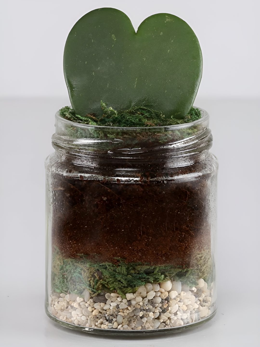 

fnp Green Indoor Hoya Plant With Pot 1 inches