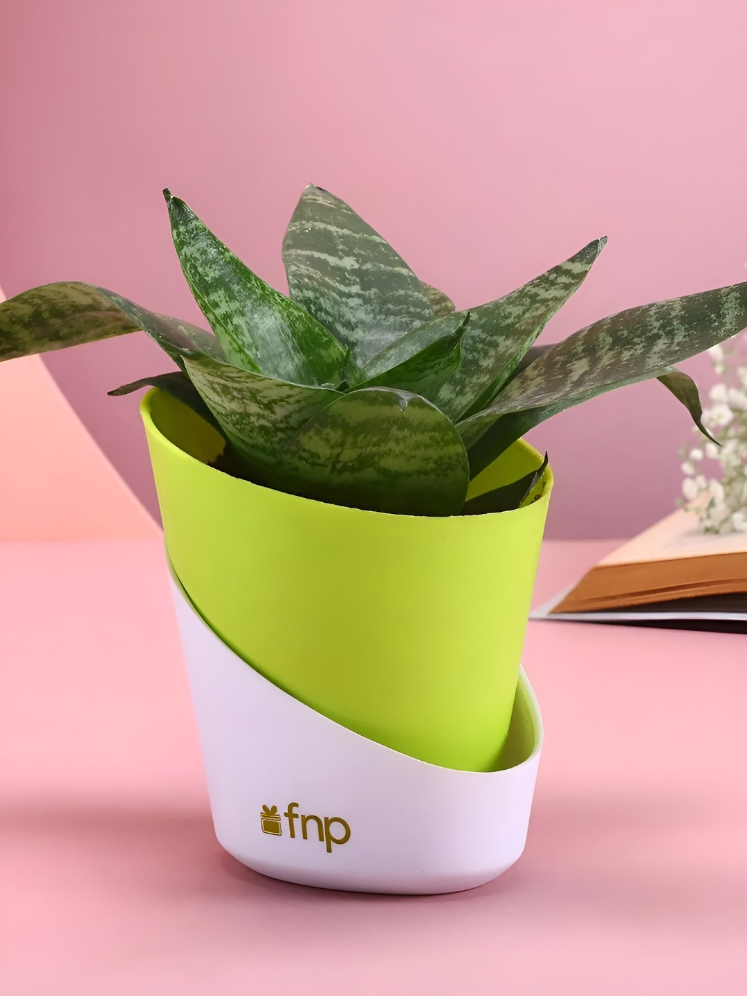 

fnp Green & White Sansevieria Snake Plant With Pot 5 Inch