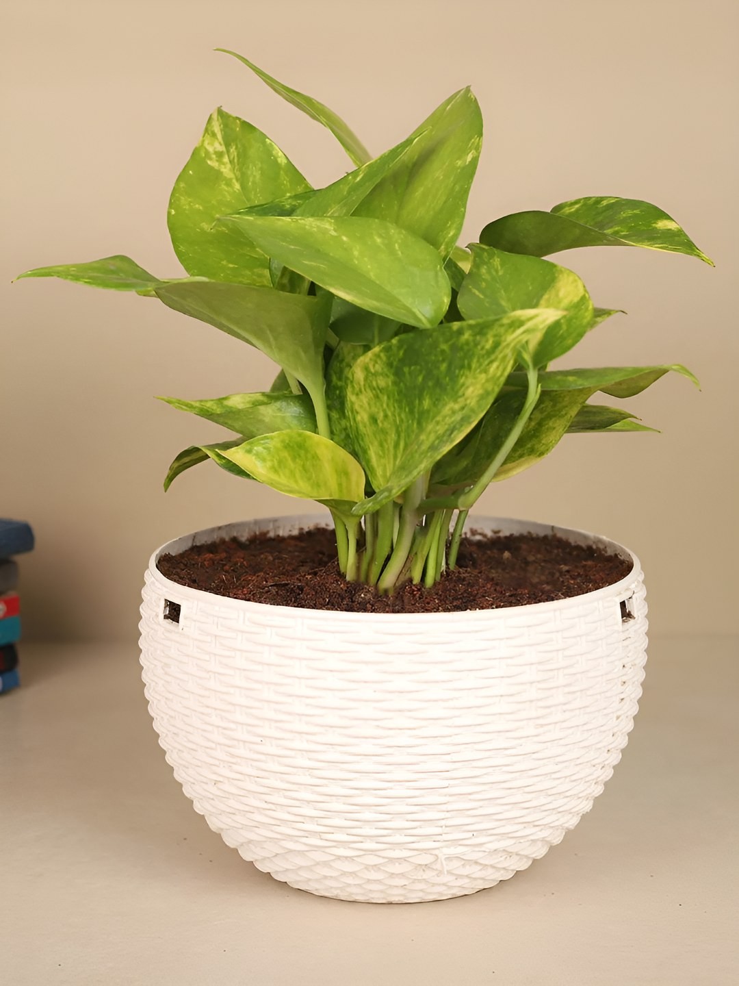 

fnp Green & White Indoor Pristine Money Plant With Pot