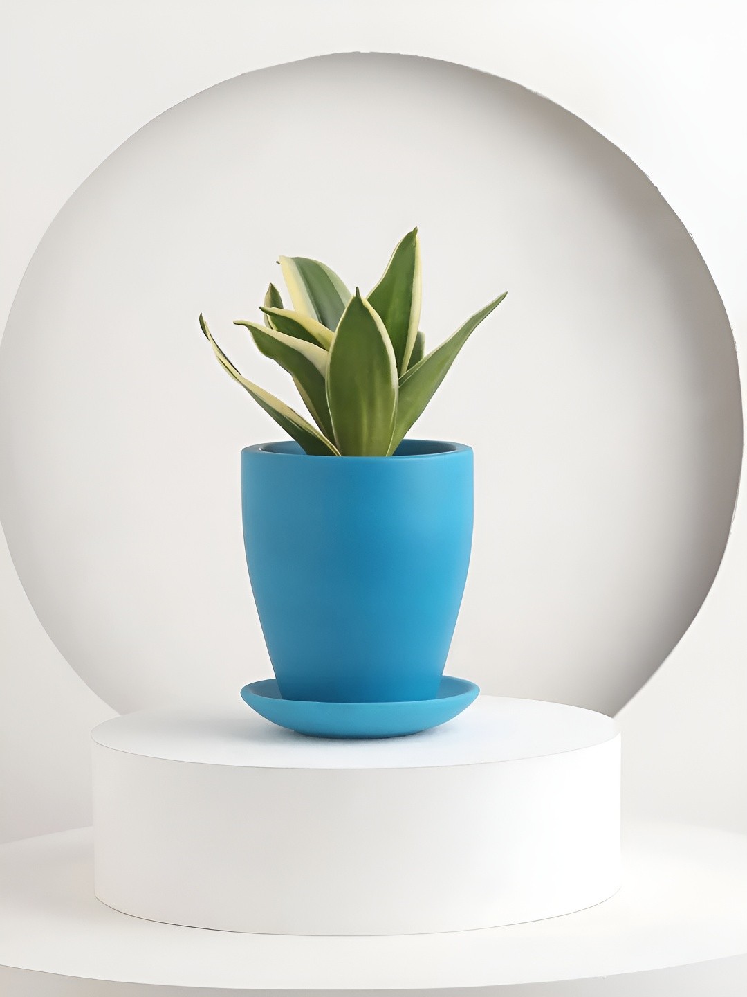 

fnp Green Sanseveiria Plants With Pot 5 inches