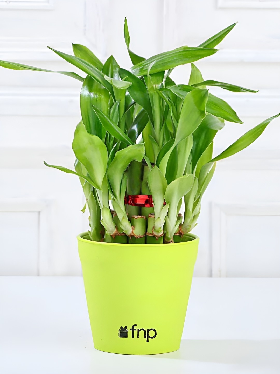 

fnp Green Indoor 2 Layer Bamboo Plant With Pot-5 Inches