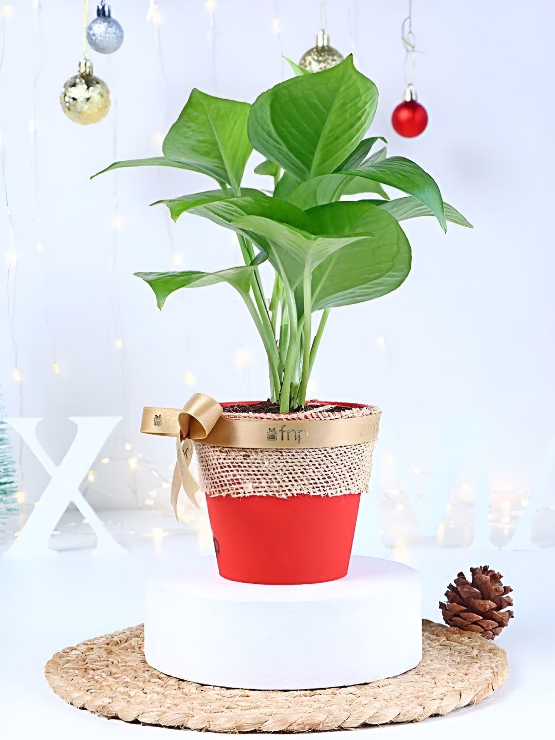 

fnp Green & White Indoor Money Plant With Pot- 5 Inches