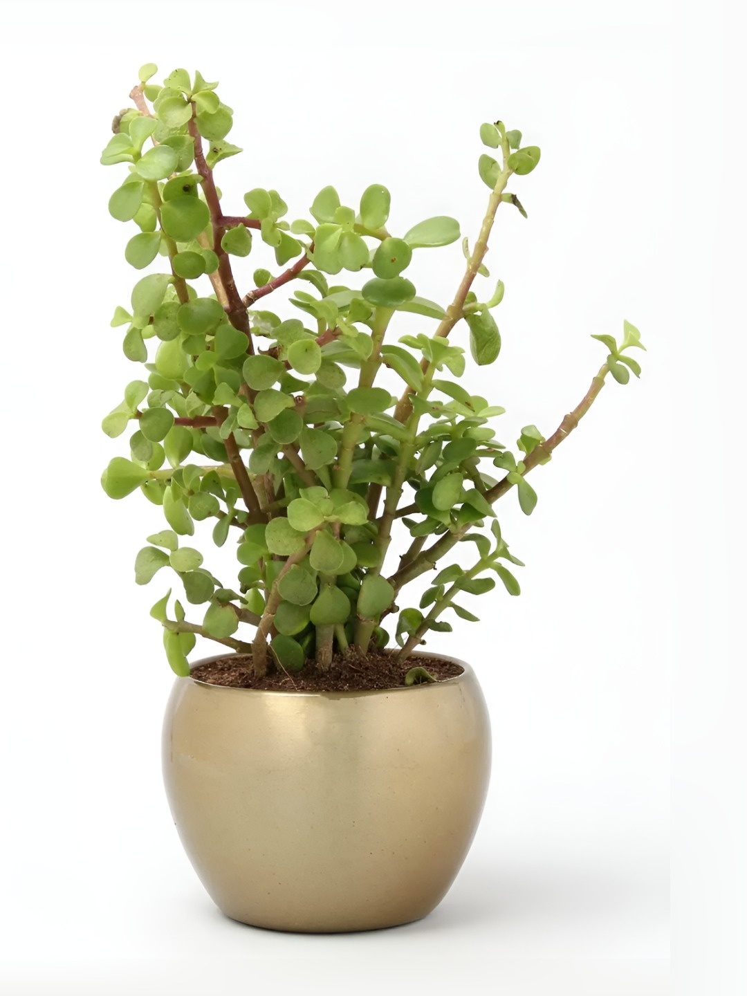 

fnp Green Indoor Jade Plant With Pot-5 Inches