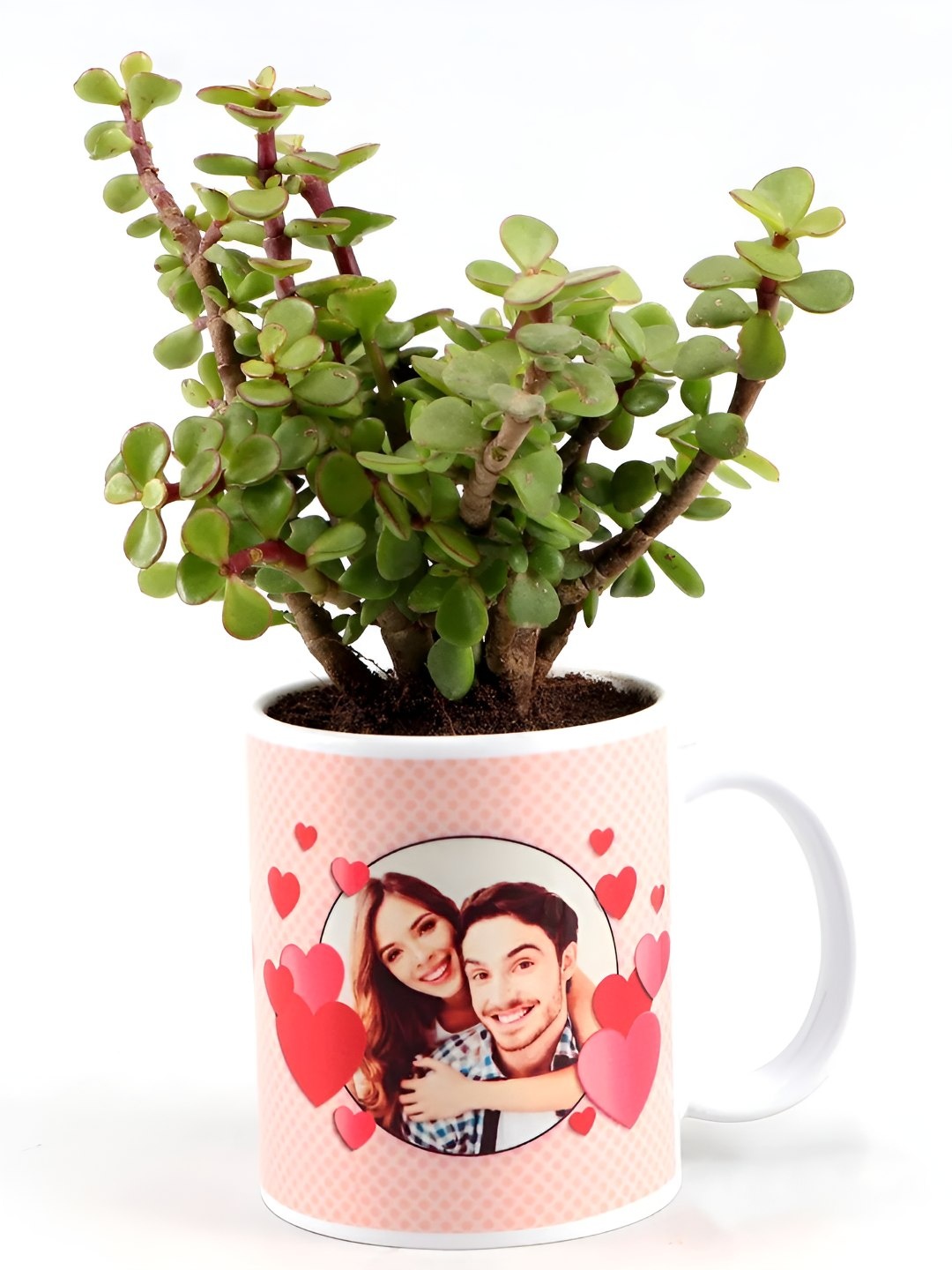 

fnp Green Indoor Jade Plant With Pot-3 Inches