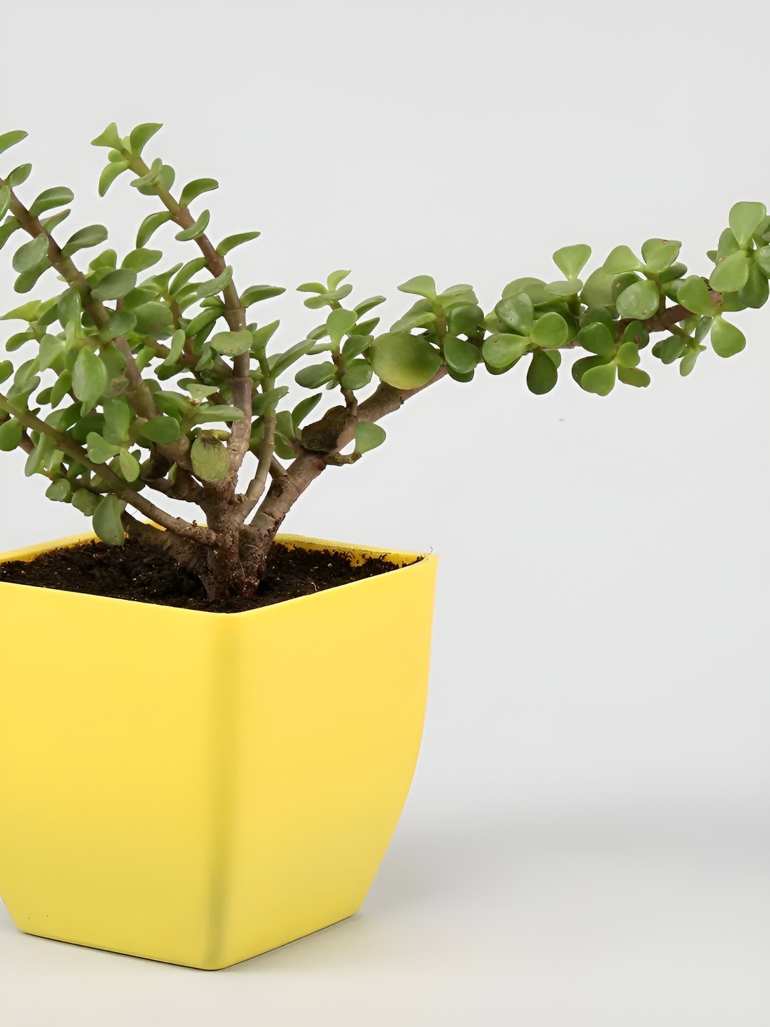 

fnp Green & Yellow Jade Plant With Pot 4 inch