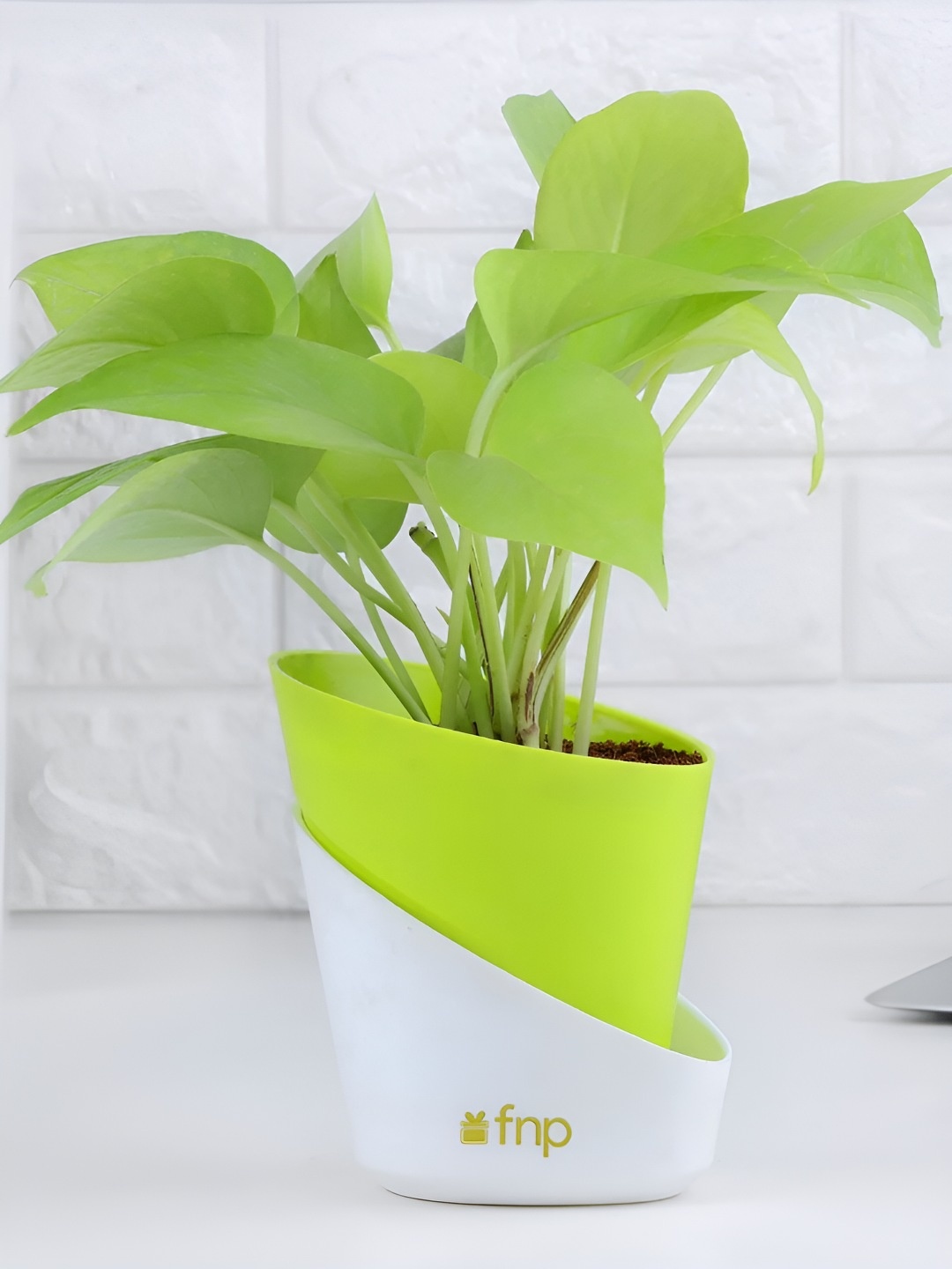 

fnp Green Indoor Money Plant With Pot-5 inches