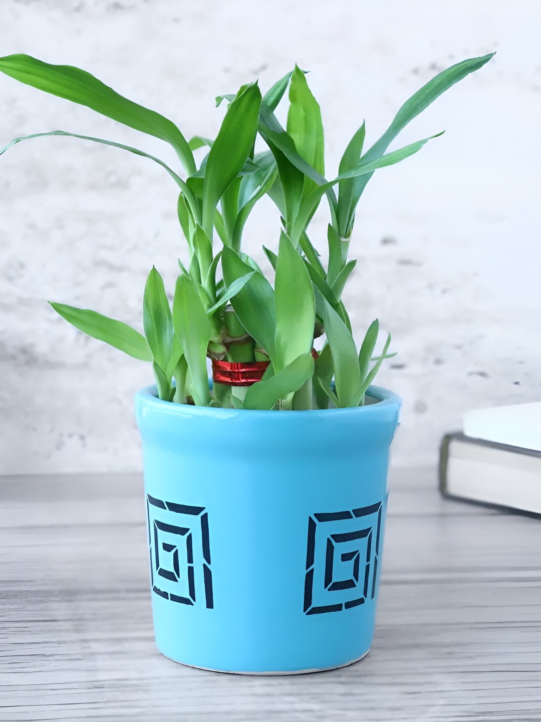

fnp Green 2 Layer Bamboo Plant With Pot 5 inches