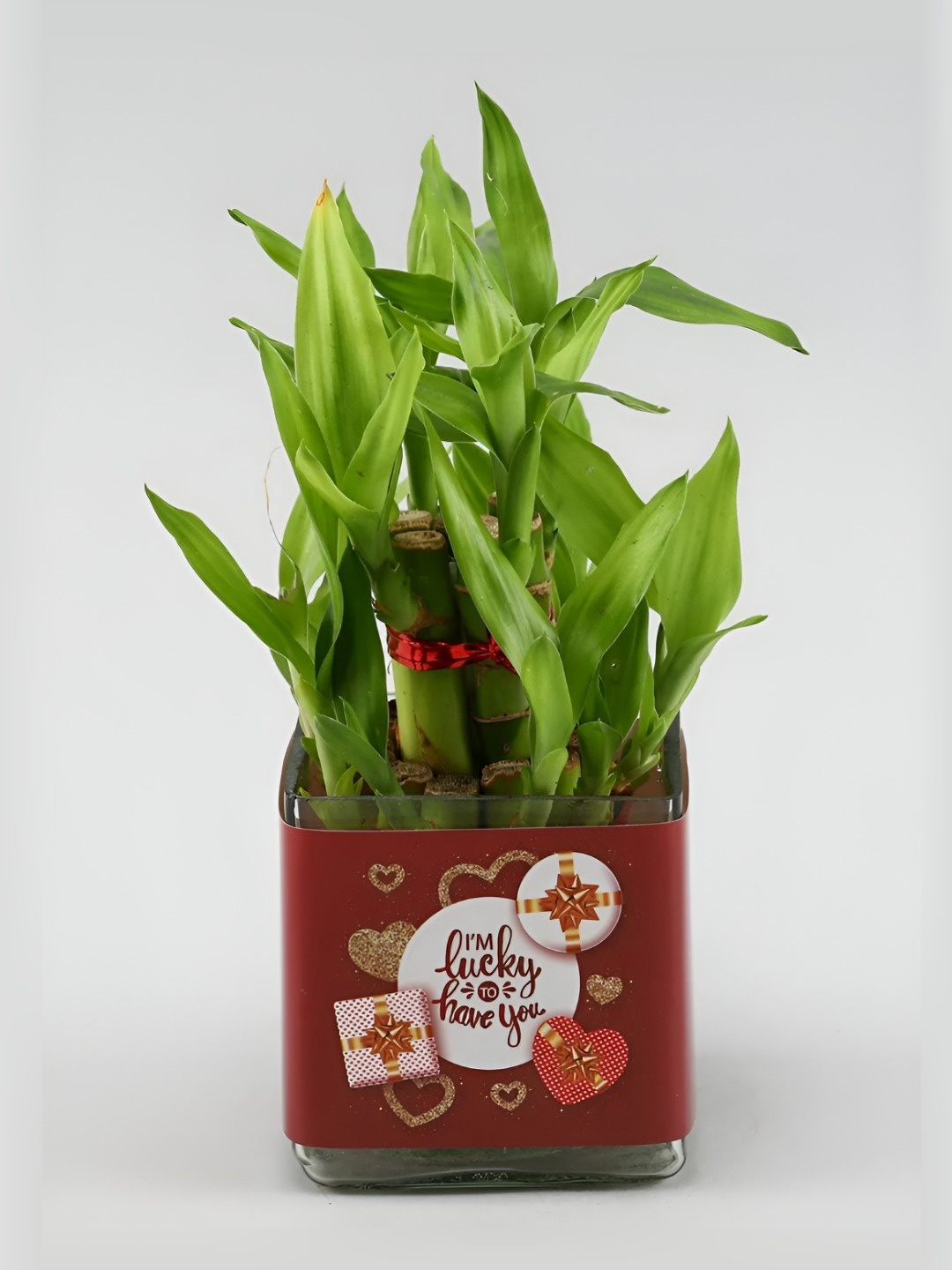 

fnp Green Indoor Bamboo Plant with Pot 5 inches