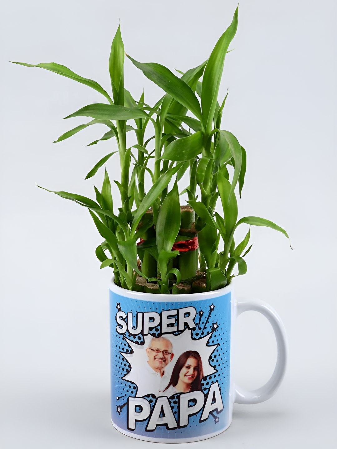 

fnp Green & Blue Bamboo Live Plant With Pot - 3 Inches