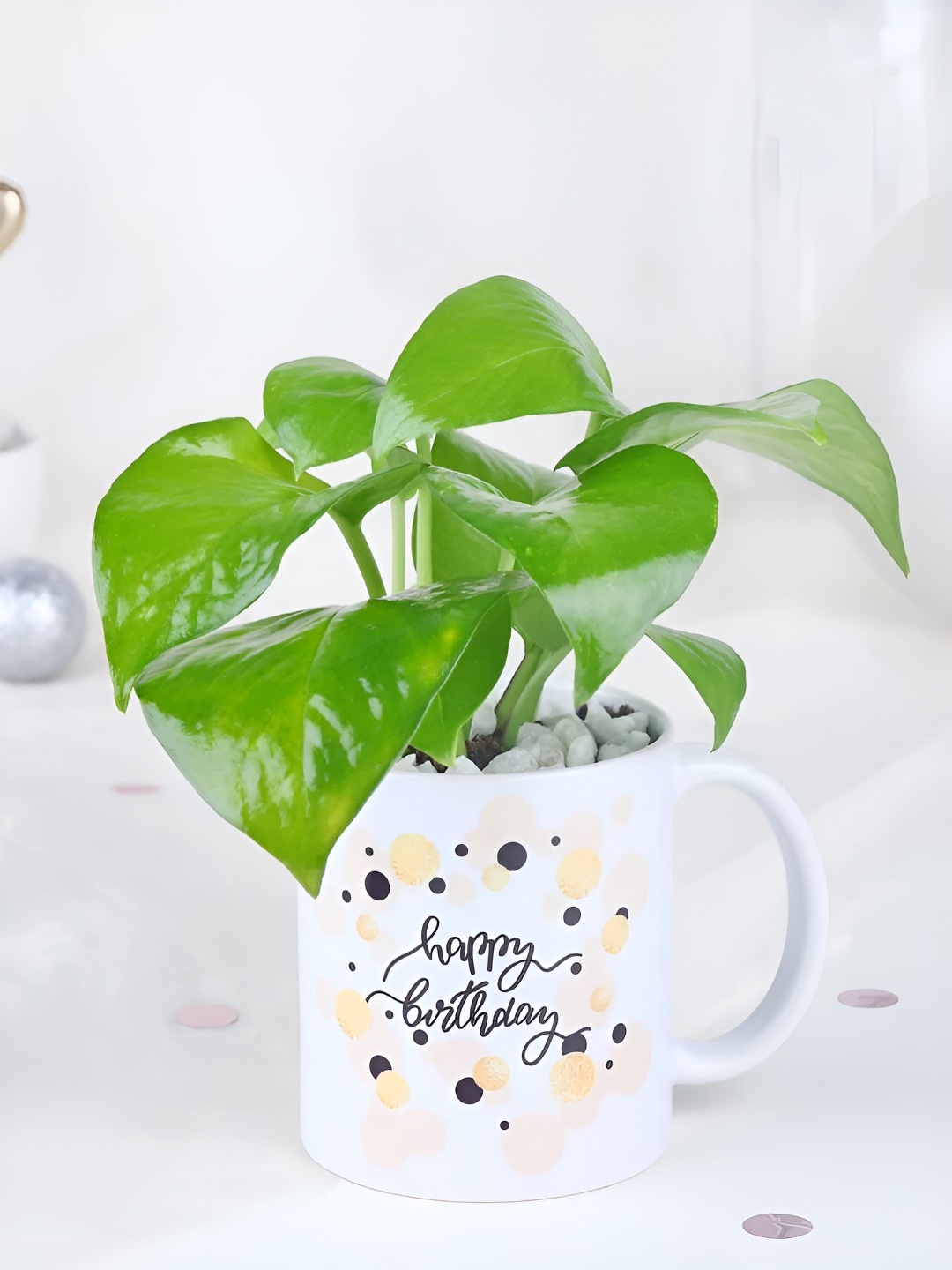 

fnp Green & White Indoor Money Plant With Pot 5 Inch