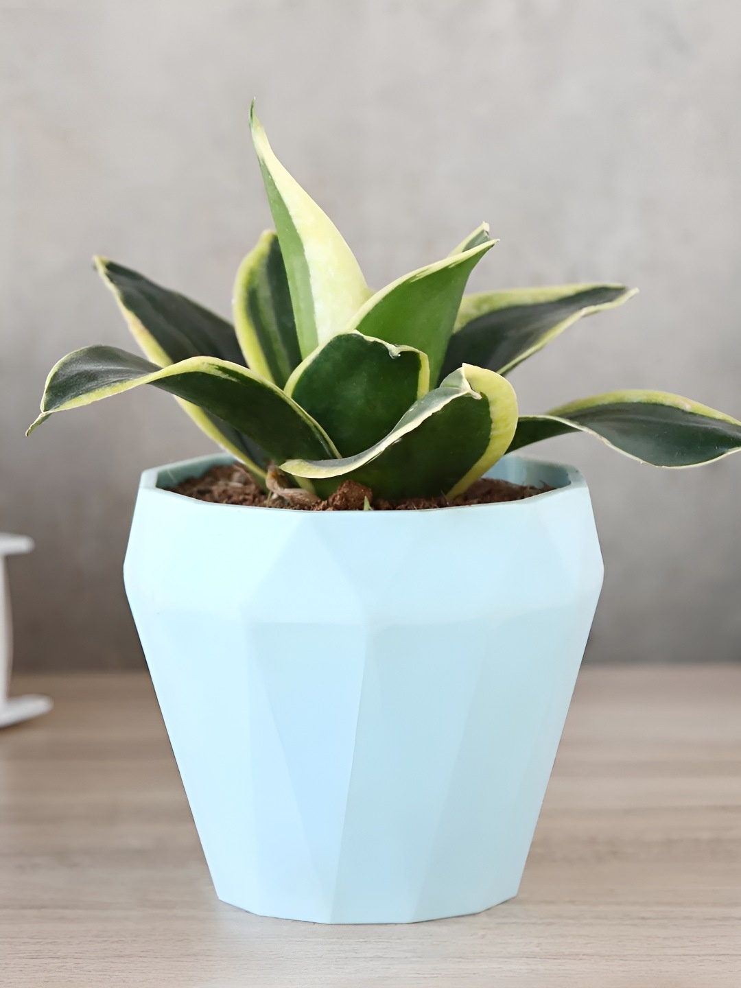 

fnp Green Sansevieria Live Plants With Pot 3 inches
