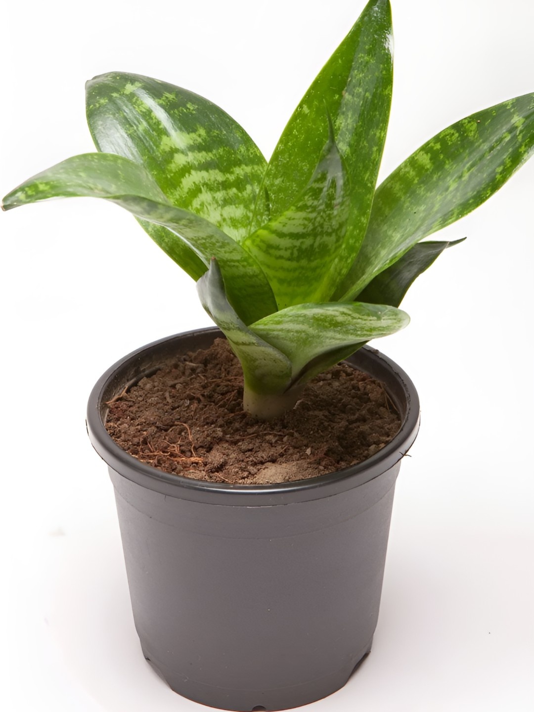

fnp Green & Black Sansevieria Indoor Plant With Pot- 5 inches