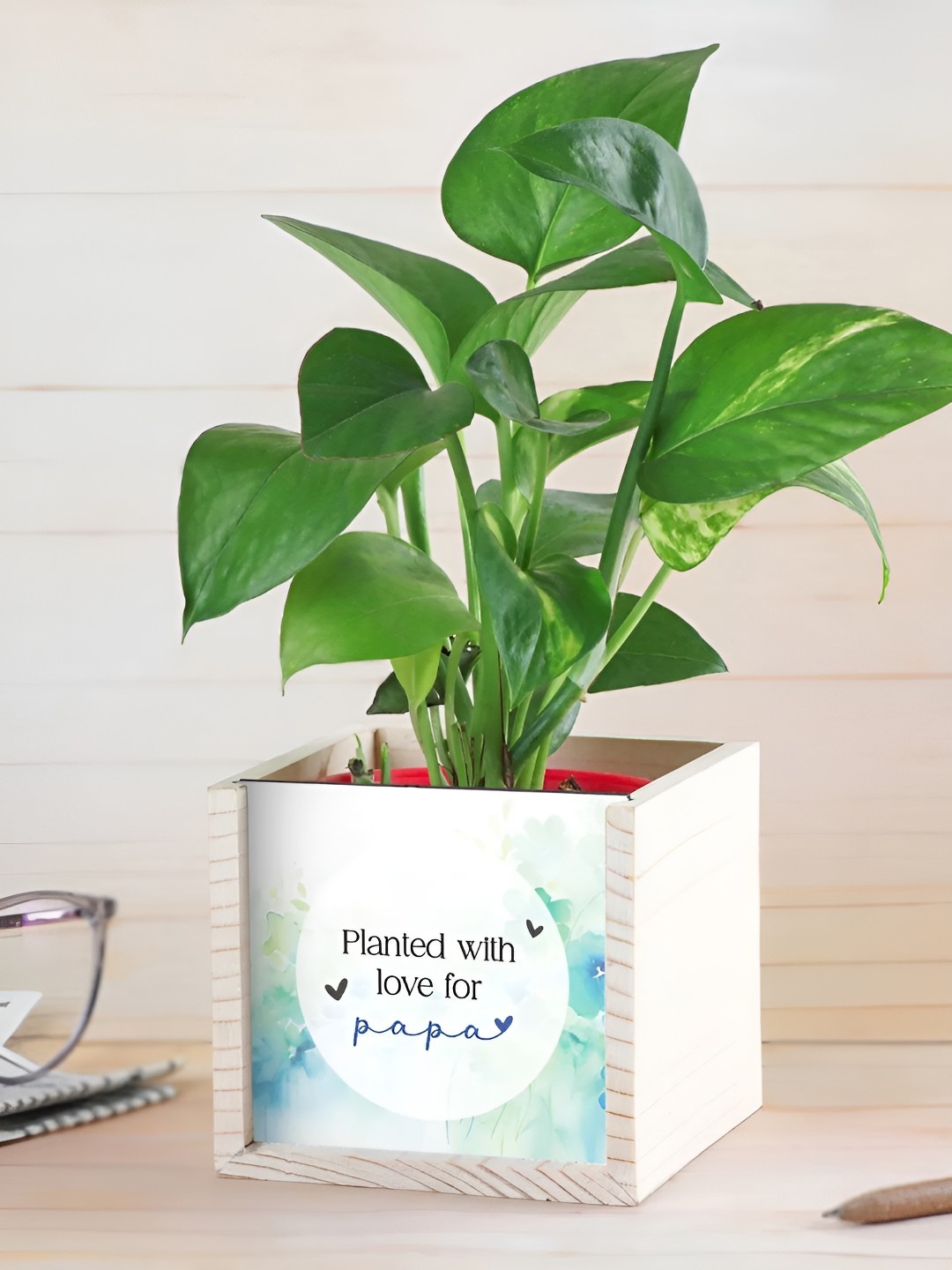 

fnp Green Money Plant With Pot-5 Inches
