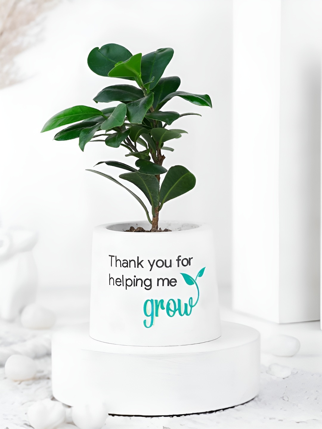 

fnp White & Green Indoor Ficus Compacta Plant with Pot-3 Inches