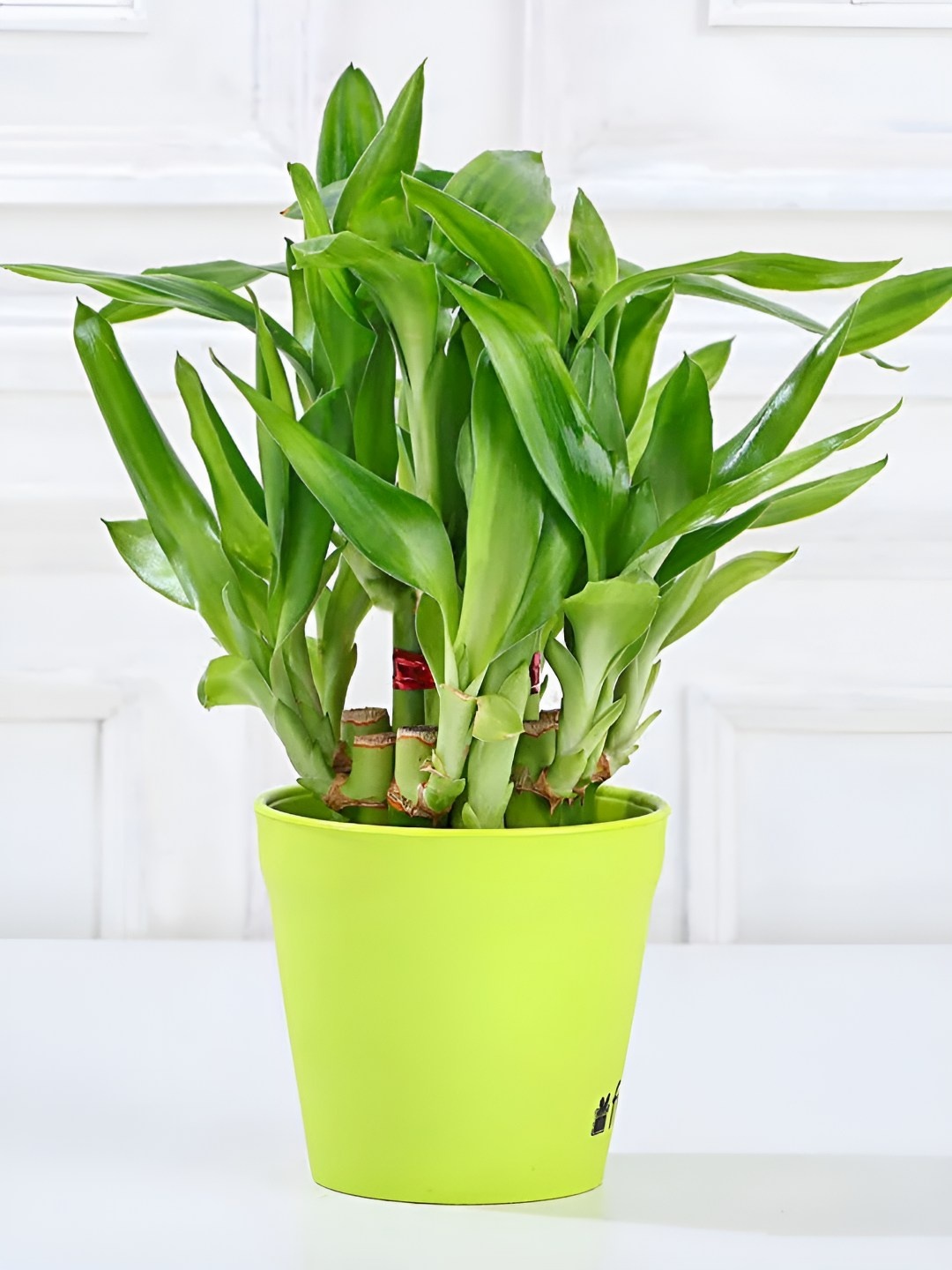 

fnp Green Indoor Bamboo Plant With Pot 5 Inch