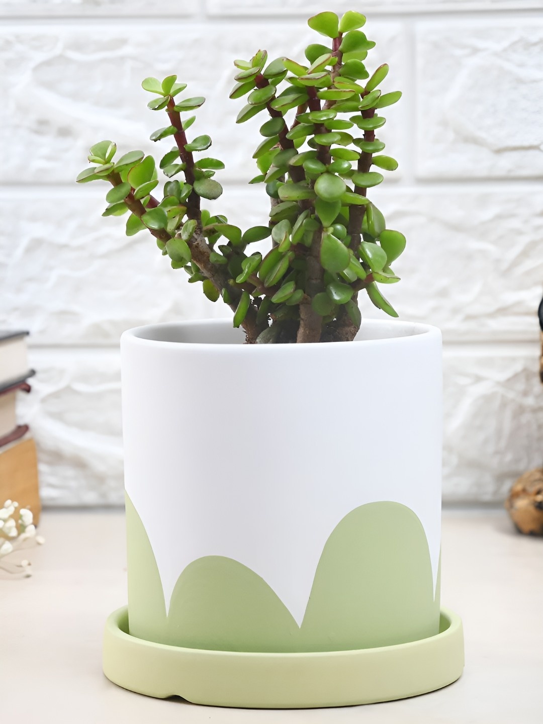 

fnp Green & White Jade Live Plants With Pot