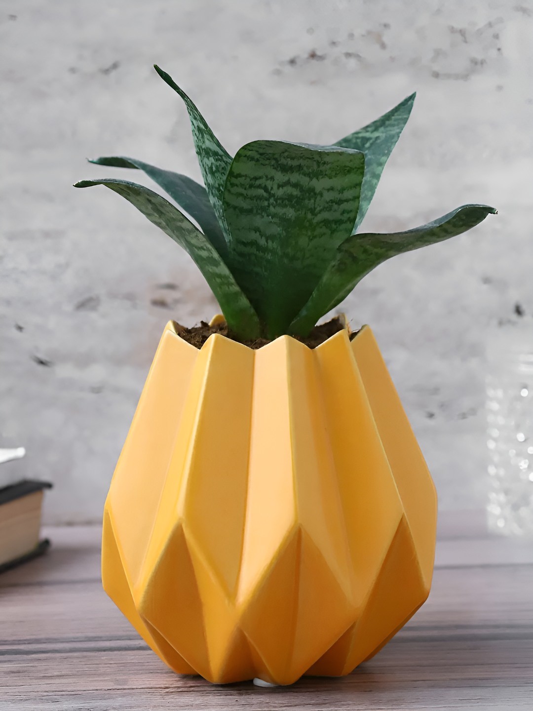 

fnp Green Sanseveiria Plants With Ceramic Pot 5 inches
