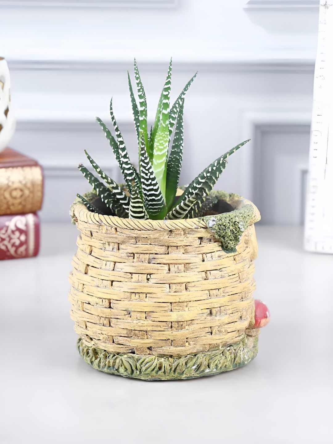 

fnp Green & Beige Indoor Zebra Haworthia Plant With Pot-5 Inches