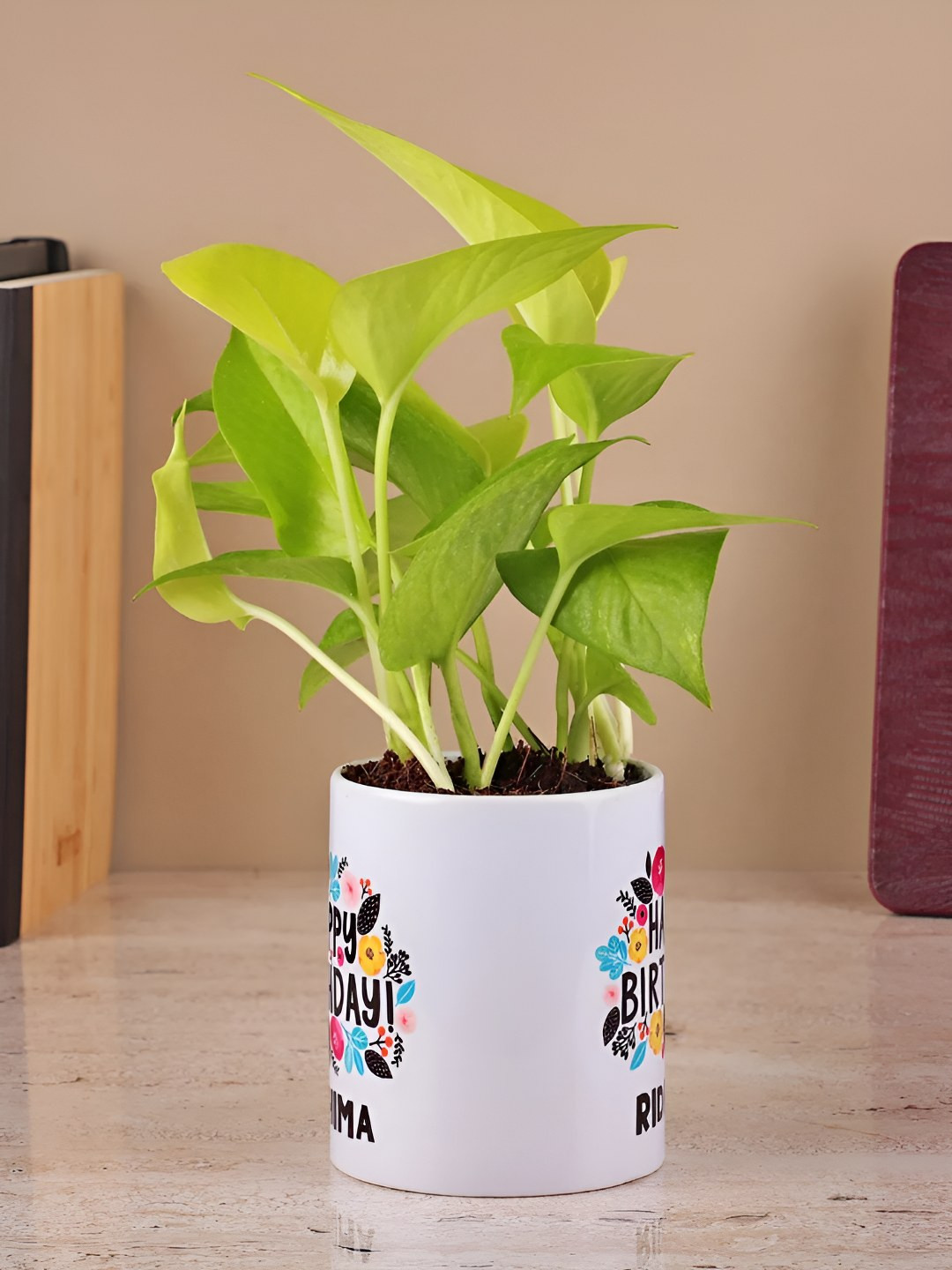 

fnp Green & White Money Plant With Pot 5 Inch