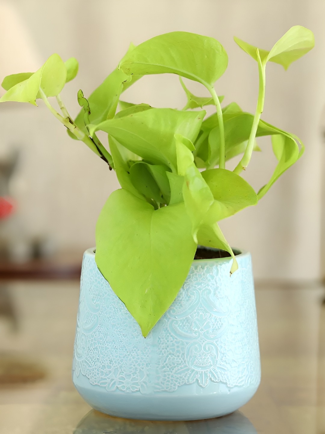 

fnp Green & Blue Indoor Money Plant With Pot-5 Inches