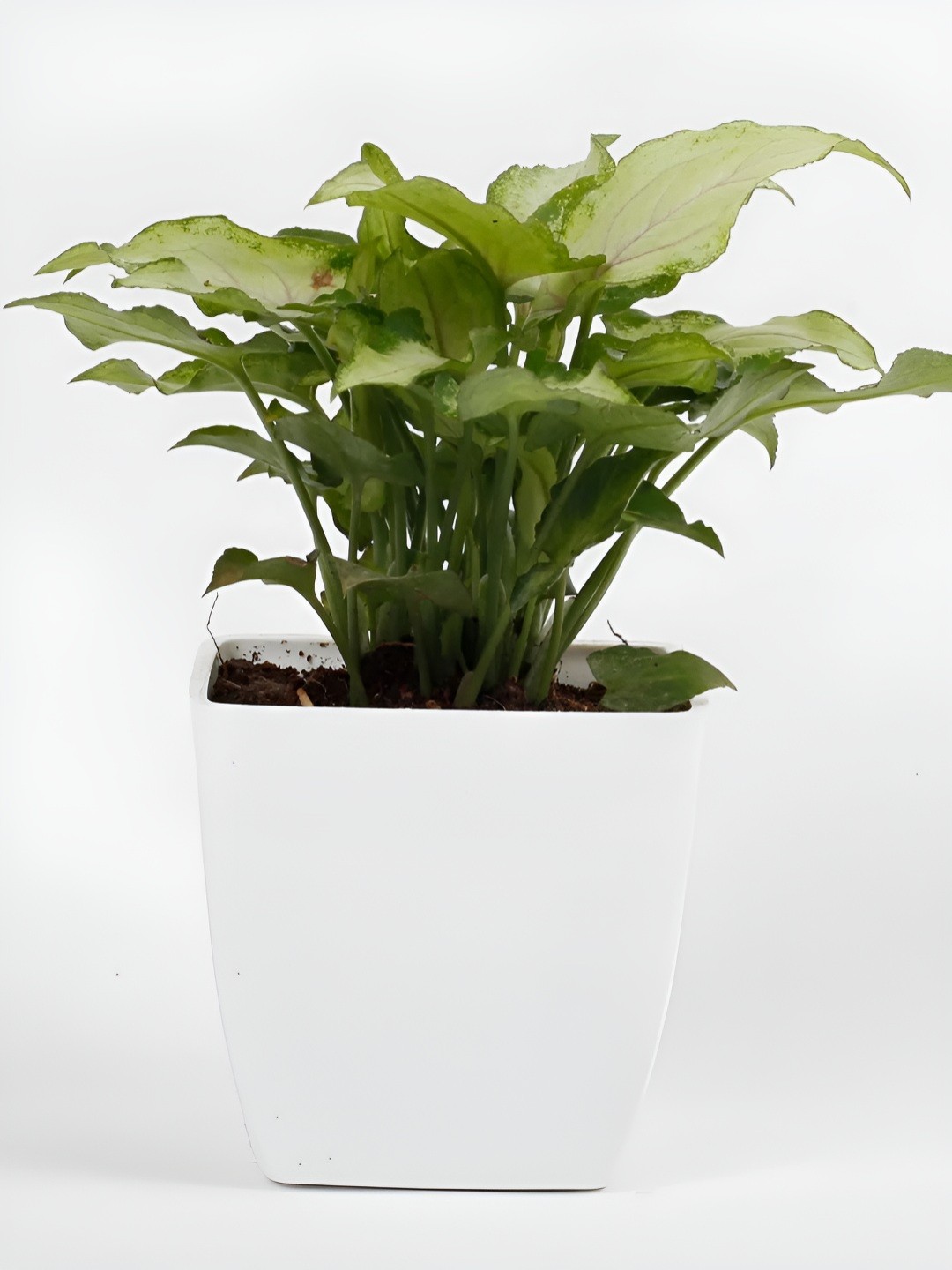 

fnp Green & White Indoor Syngonium Plant With Pot