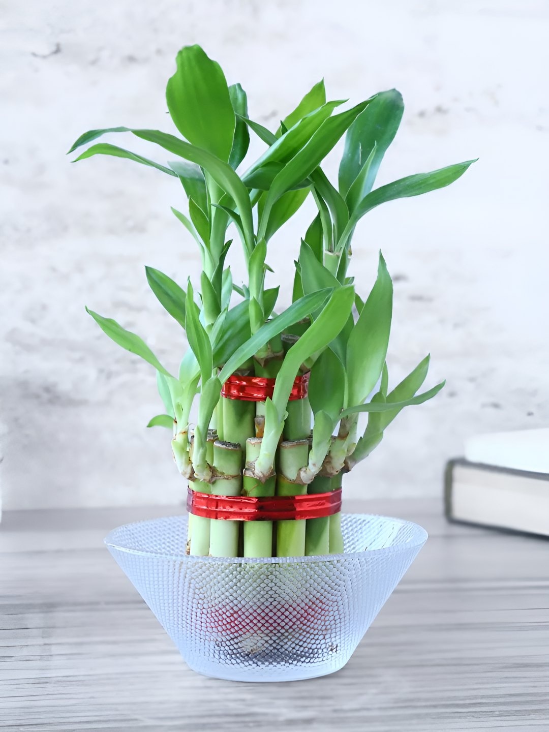 

fnp Green 2 Layer Bamboo Plant- 5 inches