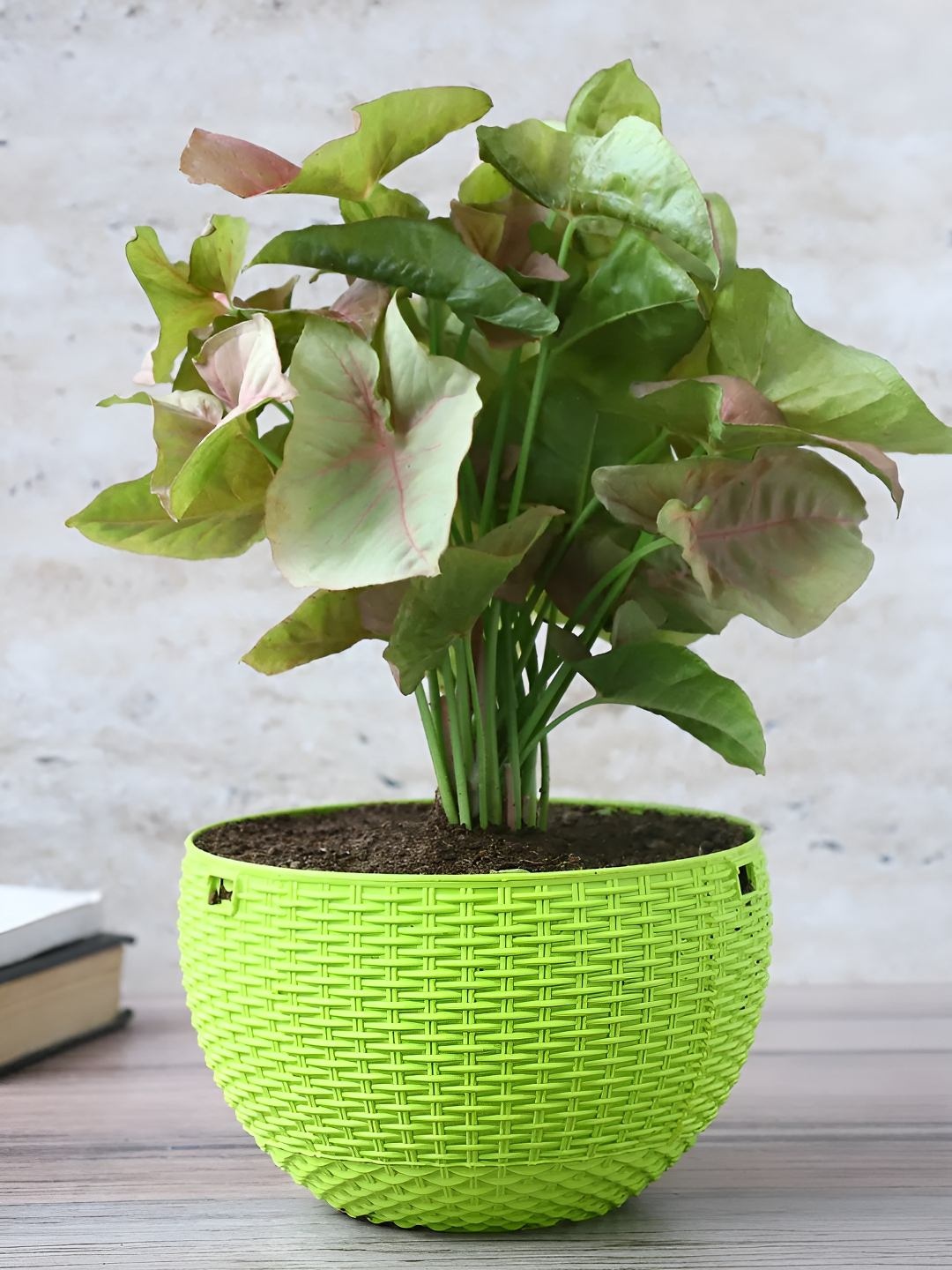 

fnp Green Syngonium Live Plants With Pot