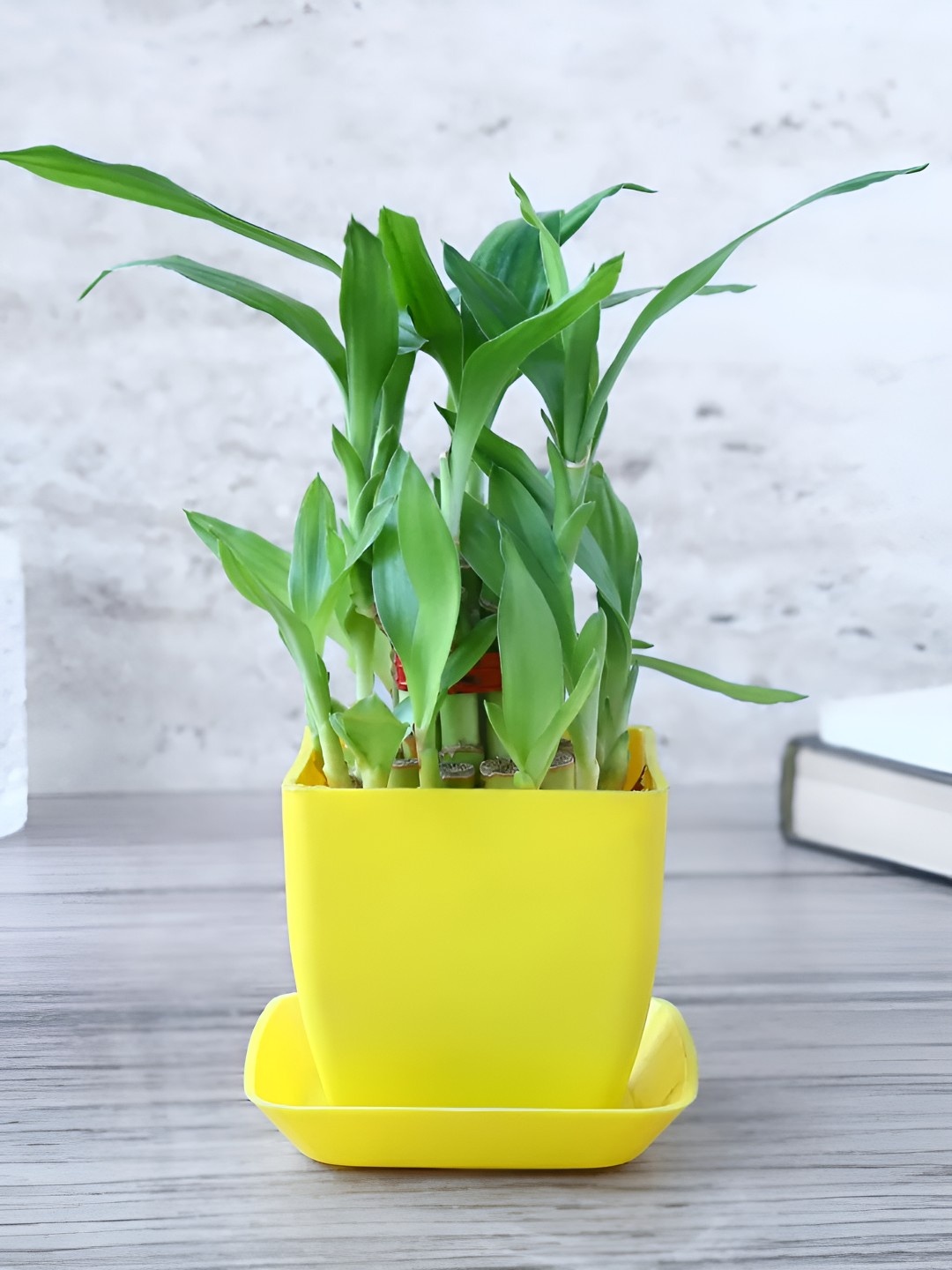 

fnp Green Bamboo Plant With Pot-5 inches