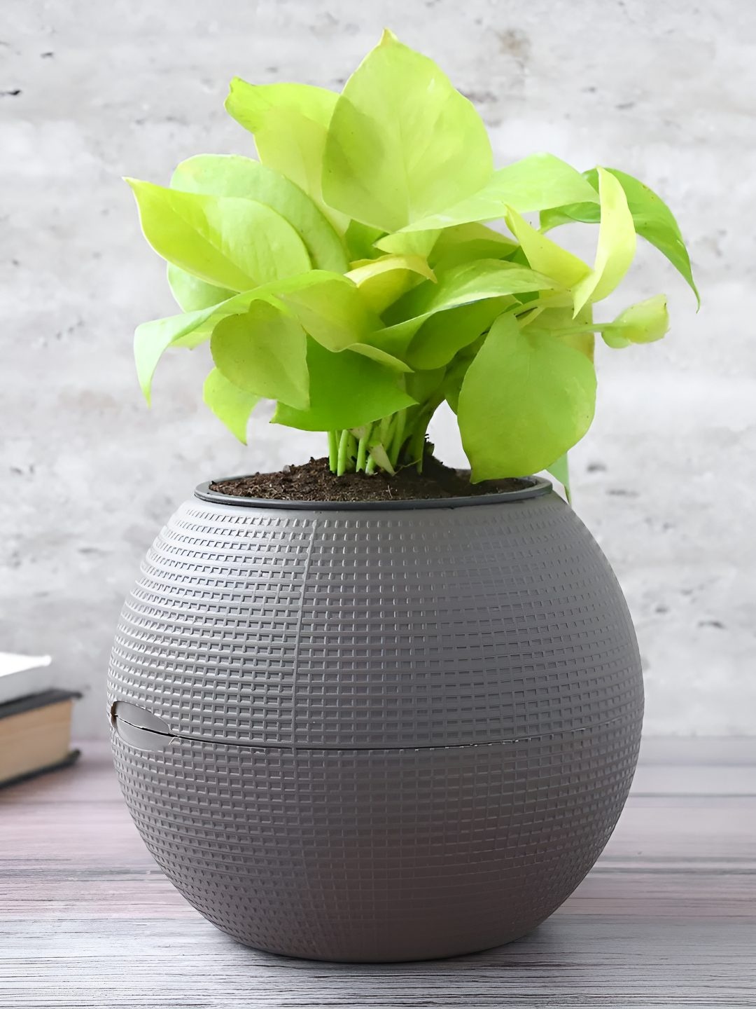 

fnp Green & Grey Indoor Money Plant With Pot-5 inches
