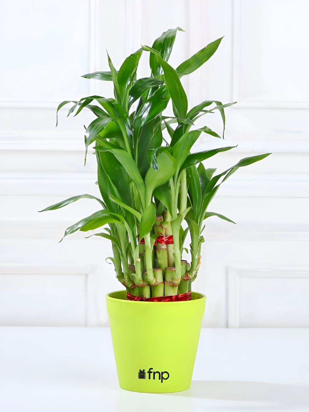 

fnp Green 5 Pieces Jade Plant, Money Plant, Lucky Bamboo & Snake Plants With Pot 5 inches