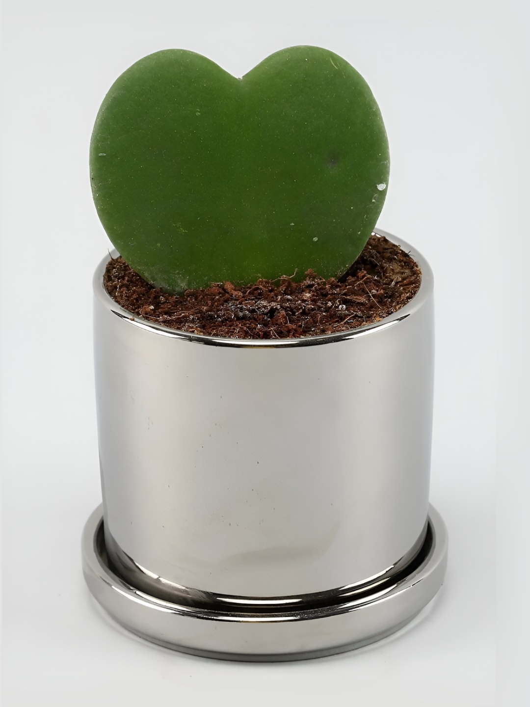 

fnp Green Hoya Live Plants With Pot 3 inches