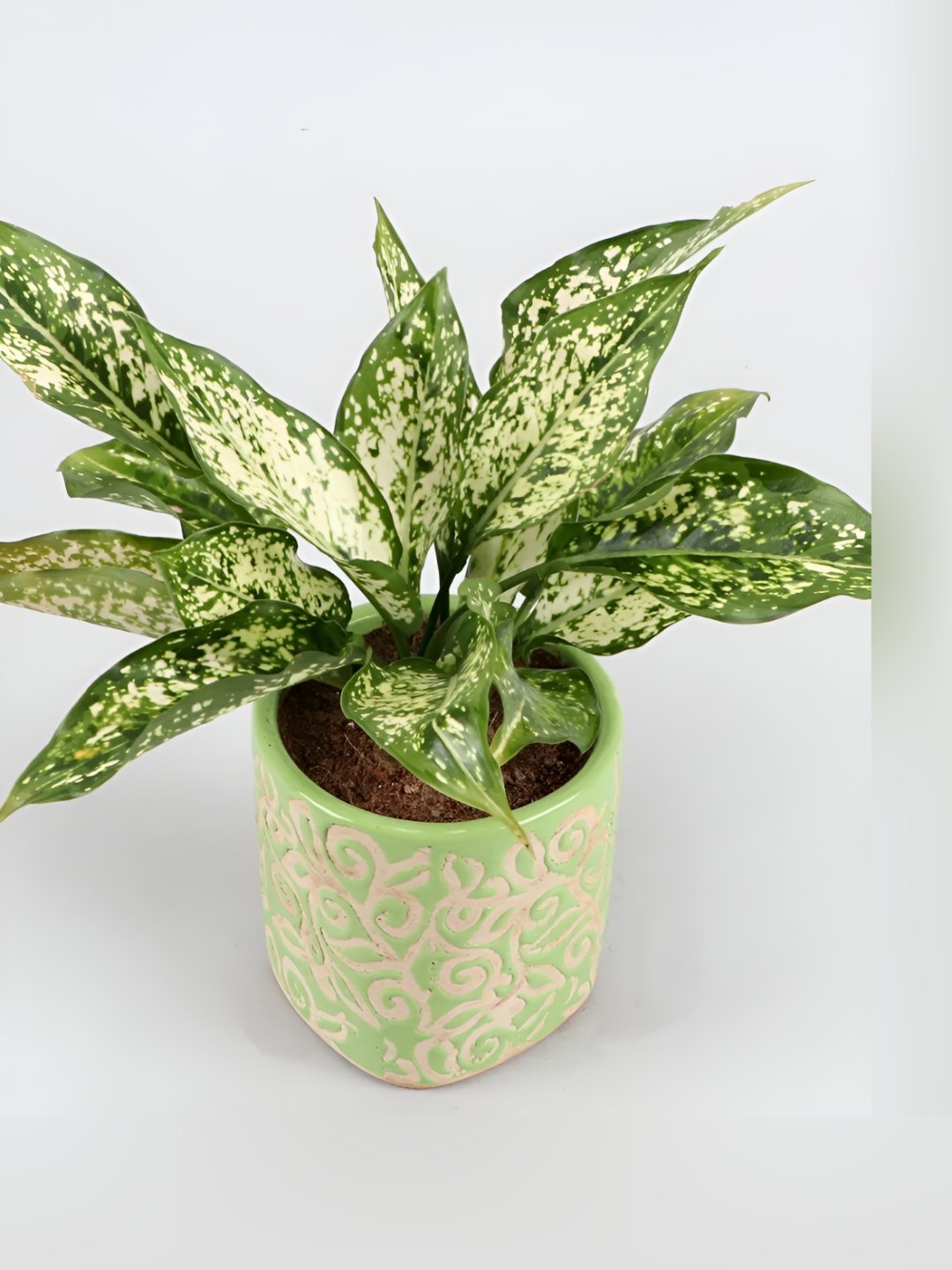 

fnp Green & White Aglaonema Plant With Pot- 5 inch