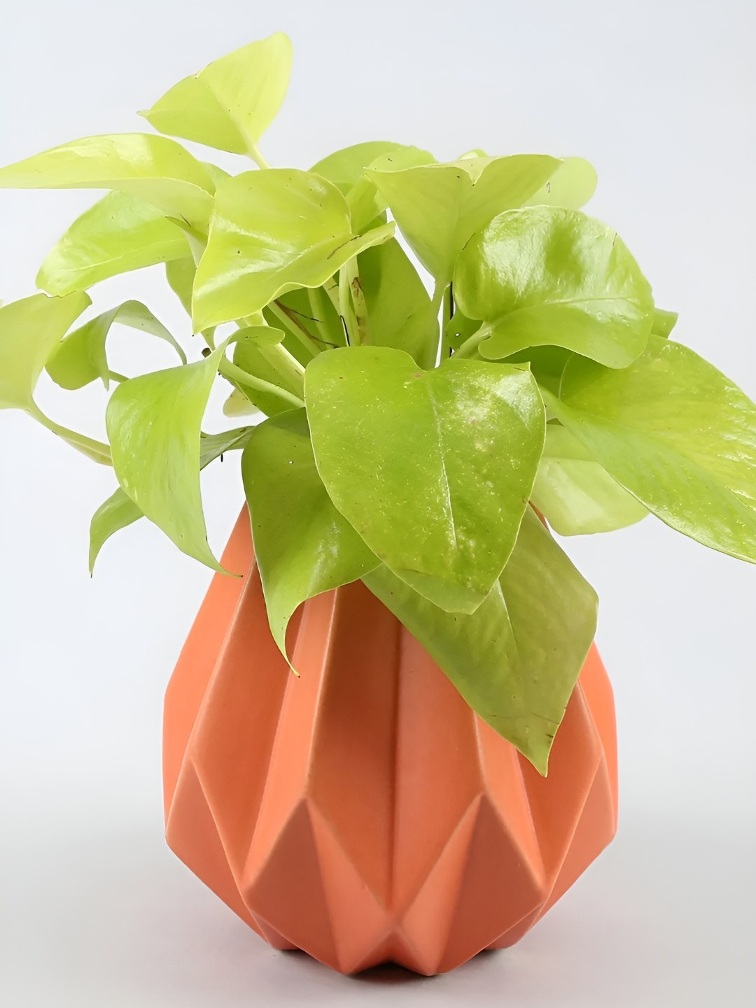 

fnp Green Money Plant With Ceramic Pot 5 inches