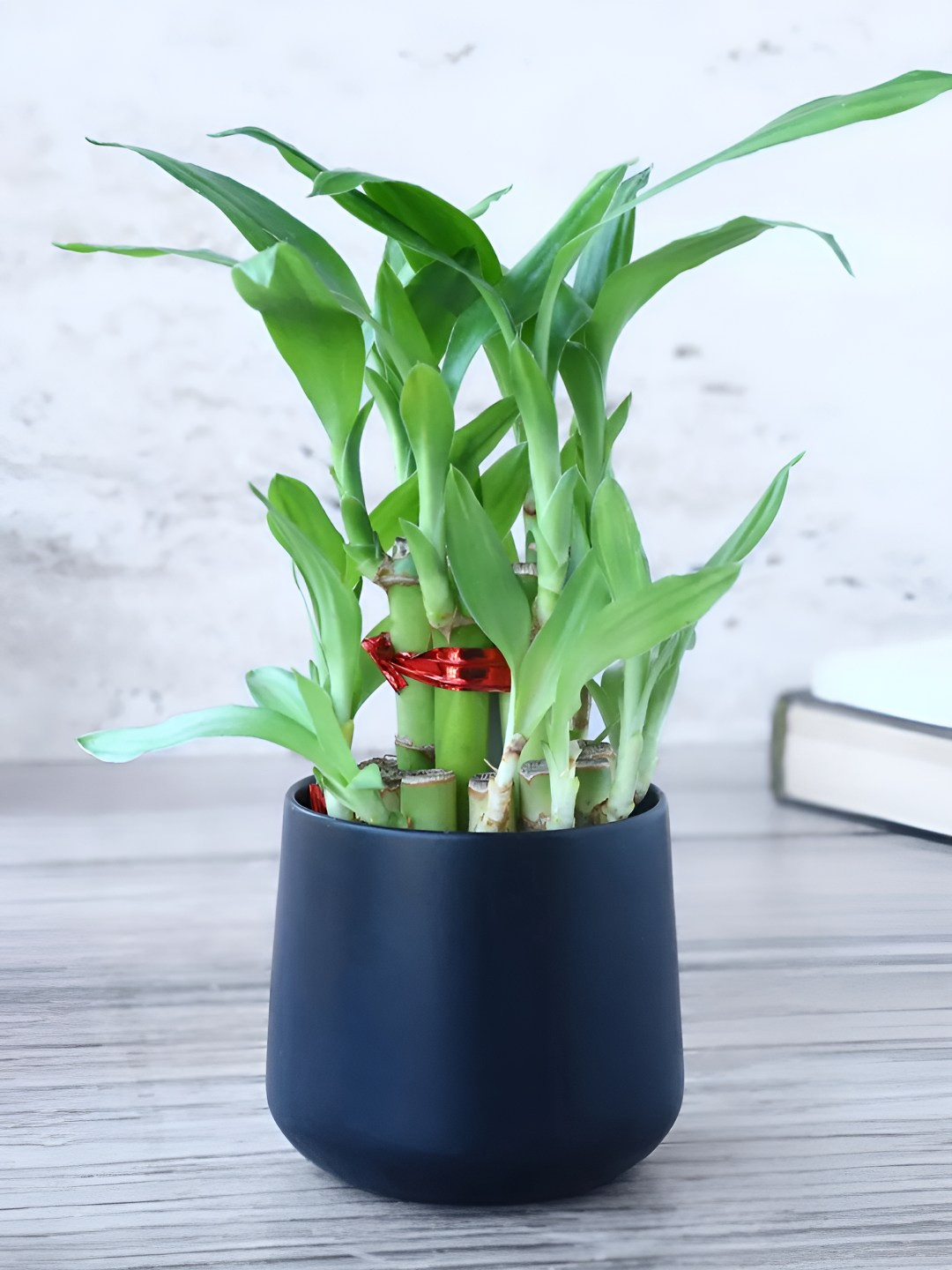 

fnp Green & Navy Blue Bamboo Plant With Pot 5 Inch