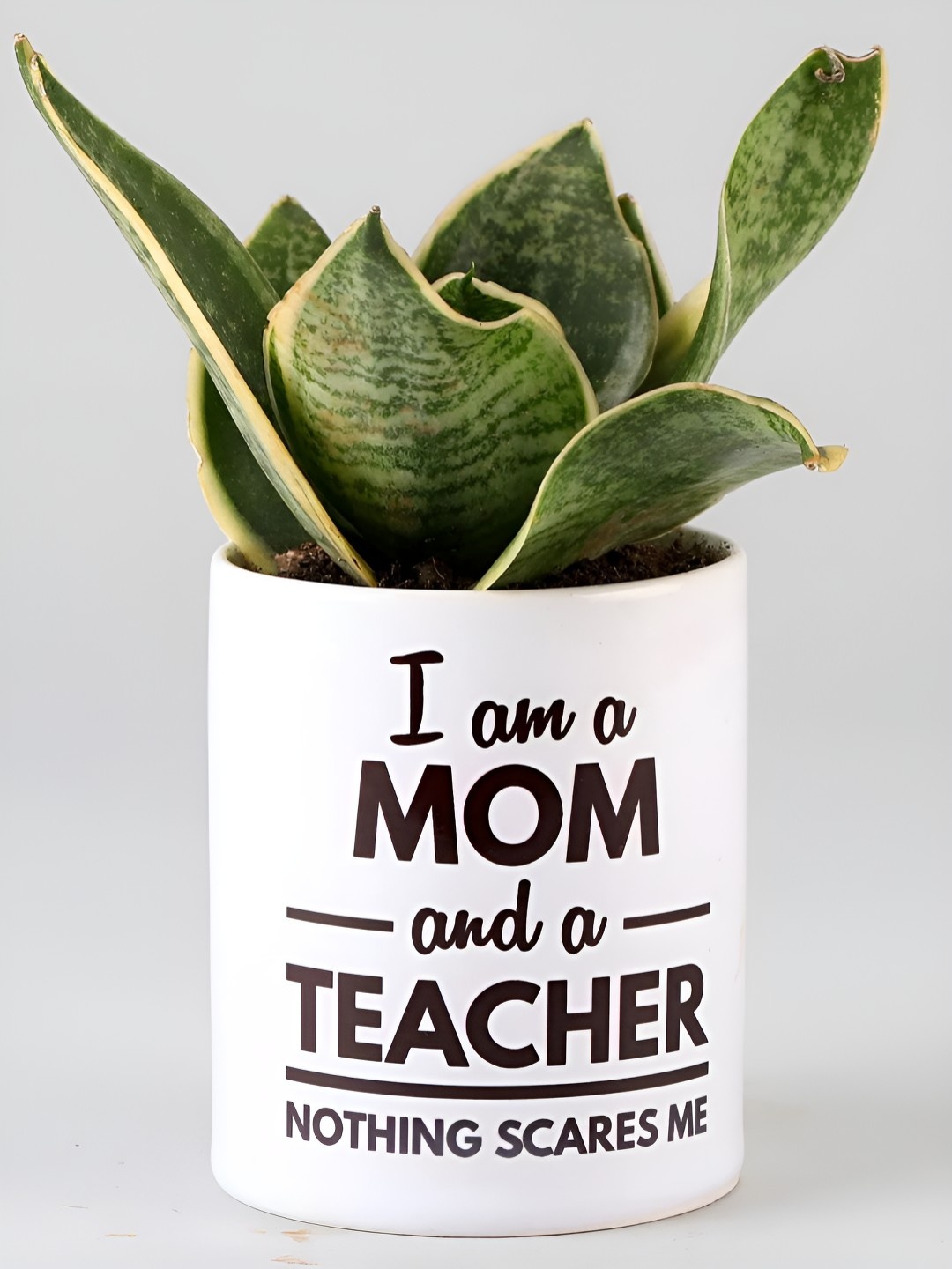 

fnp Green & White Indoor Milt Sansevieria Plant With Pot- 6 inch